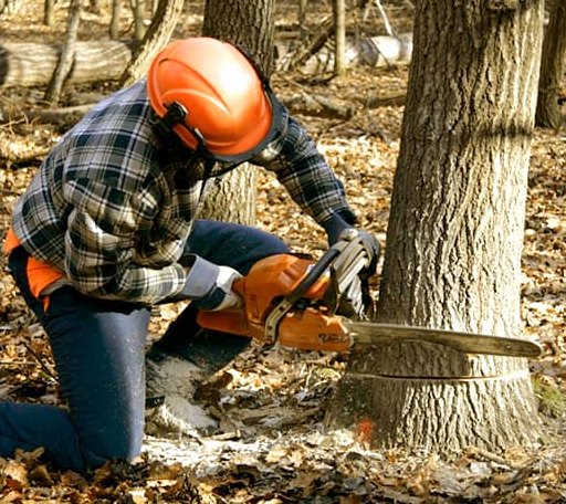 Arborist assessing tree health in South Carolina